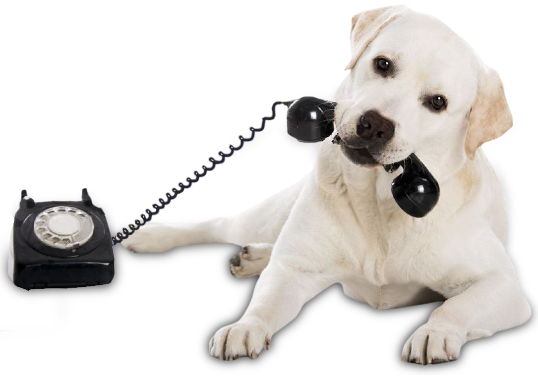 cachorro